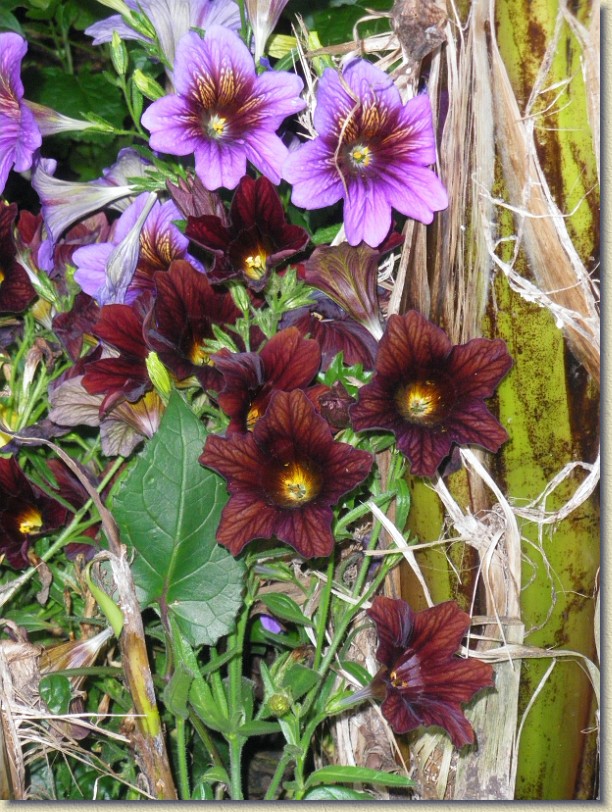 Click for the original image