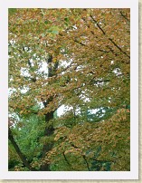 IMGP1486_misc_tree * A miscellaneous tree * A miscellaneous tree * 2448 x 3264 * (2.77MB)