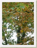 IMGP1487_misc_tree * A miscellaneous tree * A miscellaneous tree * 2448 x 3264 * (1.5MB)