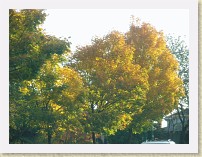 IMGP1616_tree_fall_colours * Trees with fall colours * Trees with fall colours * 3264 x 2448 * (2.5MB)