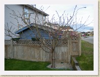 IMGP2750_confused_weeping_cherry_tree * A confused weeping cherry tree. Lots of branches are not weeping as they should, plus, all the flowers are supposed to be pink (like those obviously visible), but some of them are now white--perhaps cross-polination from the white-flowered cherry tree 10 m away. * A confused weeping cherry tree. Lots of branches are not weeping as they should, plus, all the flowers are supposed to be pink (like those obviously visible), but some of them are now white--perhaps cross-polination from the white-flowered cherry tree 10 m away. * 3264 x 2448 * (2.15MB)