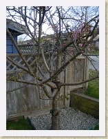IMGP2751_confused_weeping_cherry_tree * A confused weeping cherry tree. Lots of branches are not weeping as they should, plus, all the flowers are supposed to be pink (like those obviously visible), but some of them are now white--perhaps cross-polination from the white-flowered cherry tree 10 m away. * A confused weeping cherry tree. Lots of branches are not weeping as they should, plus, all the flowers are supposed to be pink (like those obviously visible), but some of them are now white--perhaps cross-polination from the white-flowered cherry tree 10 m away. * 2448 x 3264 * (2.29MB)