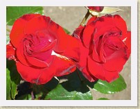 IMGP2883_rose_Montana * =Burnaby Centennial Rose Garden (Burnaby Mountain Conservation Area)Montana roses. * =Burnaby Centennial Rose Garden (Burnaby Mountain Conservation Area)Montana roses. * 3264 x 2448 * (1.67MB)
