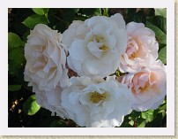 IMGP2886_rose_Pretty_Lady * Burnaby Centennial Rose Garden (Burnaby Mountain Conservation Area)Pretty Lady roses. This is a normally exposed image similar to those used to generate IMGP2887_8_9_rose_Pretty_Lady_HDR.jpg. * Burnaby Centennial Rose Garden (Burnaby Mountain Conservation Area)Pretty Lady roses. This is a normally exposed image similar to those used to generate IMGP2887_8_9_rose_Pretty_Lady_HDR.jpg. * 3264 x 2448 * (1.36MB)