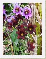 IMGP2908_misc_flower * New Westminster Queen's Park Rose GardenMisc flower. This is the normally exposed image that corresponds to the IMGP2908_09_10_flower_HDR.jpg. * New Westminster Queen's Park Rose GardenMisc flower. This is the normally exposed image that corresponds to the IMGP2908_09_10_flower_HDR.jpg. * 2448 x 3264 * (2.61MB)