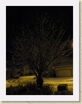 IMGP2039_snow_on_cherry_tree * snow on cherry tree * snow on cherry tree * 2448 x 3264 * (1.59MB)