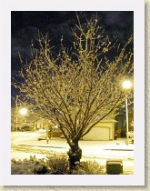 IMGP2047_snow_on_cherry_tree * snow on cherry tree * snow on cherry tree * 1944 x 2592 * (998KB)