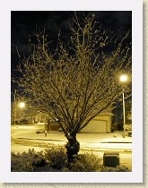 IMGP2049_snow_on_cherry_tree * snow on cherry tree * snow on cherry tree * 1944 x 2592 * (963KB)