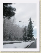 IMGP3404_snowy_trees * snowy trees * snowy trees * 2448 x 3264 * (1.36MB)