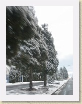 IMGP3407_snowy_trees * snowy trees * snowy trees * 2448 x 3264 * (1.52MB)